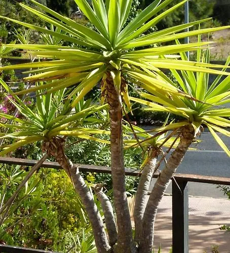 Casa Es Putxet Villa Cala Ratjada (Mallorca)